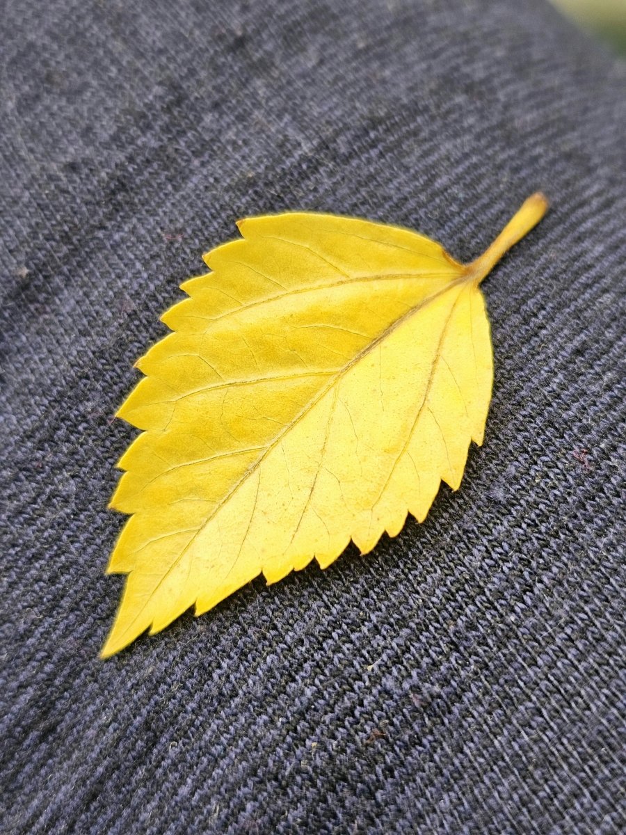 Curated Gems: Handpicked Collections - A-Rythmos Ena